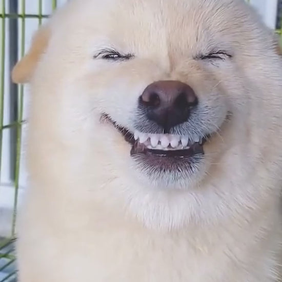 Blanchiment dentaire